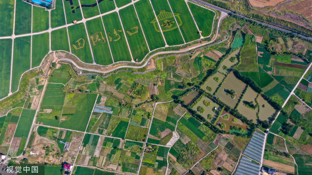 杭州稻香公园 300多亩水稻田郁郁葱葱