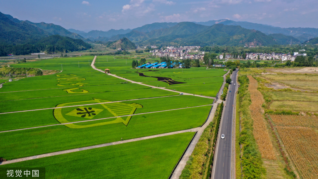 杭州稻香公园 300多亩水稻田郁郁葱葱
