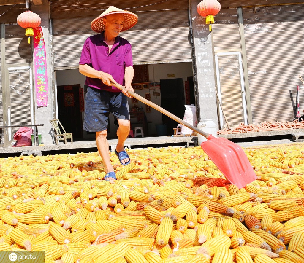 初秋时节 重庆酉阳村民晾晒玉米忙