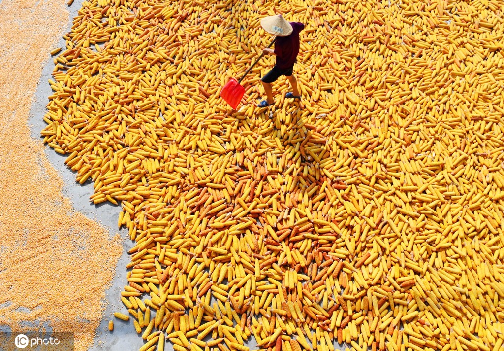初秋时节 重庆酉阳村民晾晒玉米忙