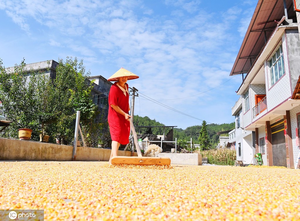 初秋时节 重庆酉阳村民晾晒玉米忙
