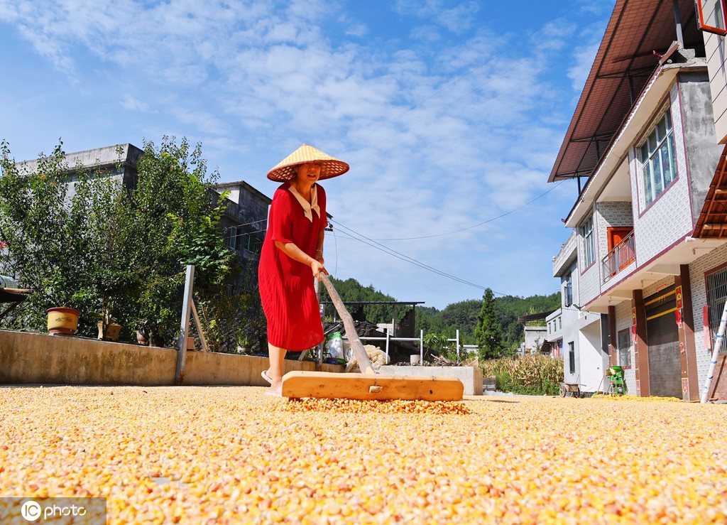 初秋时节 重庆酉阳村民晾晒玉米忙