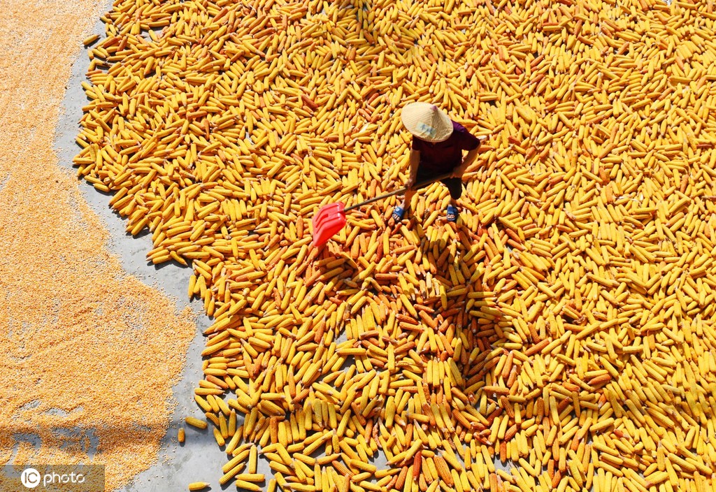 初秋时节 重庆酉阳村民晾晒玉米忙