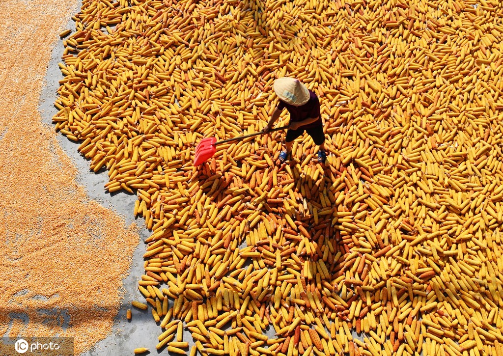 初秋时节 重庆酉阳村民晾晒玉米忙
