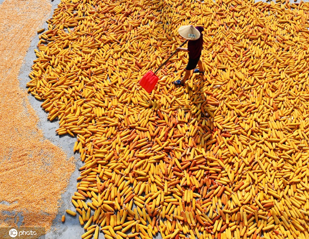 初秋时节 重庆酉阳村民晾晒玉米忙