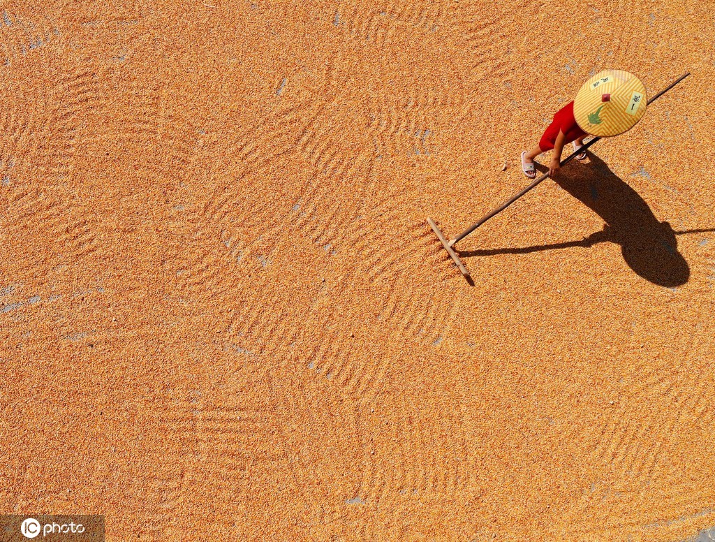 初秋时节 重庆酉阳村民晾晒玉米忙