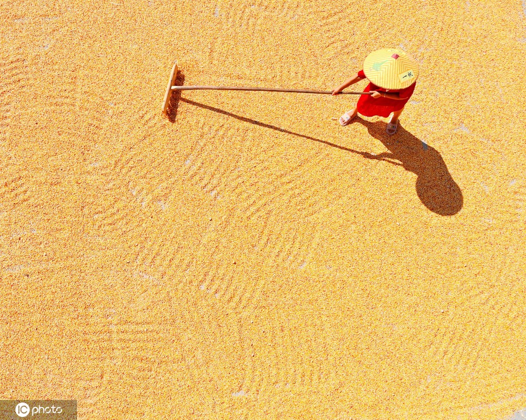初秋时节 重庆酉阳村民晾晒玉米忙