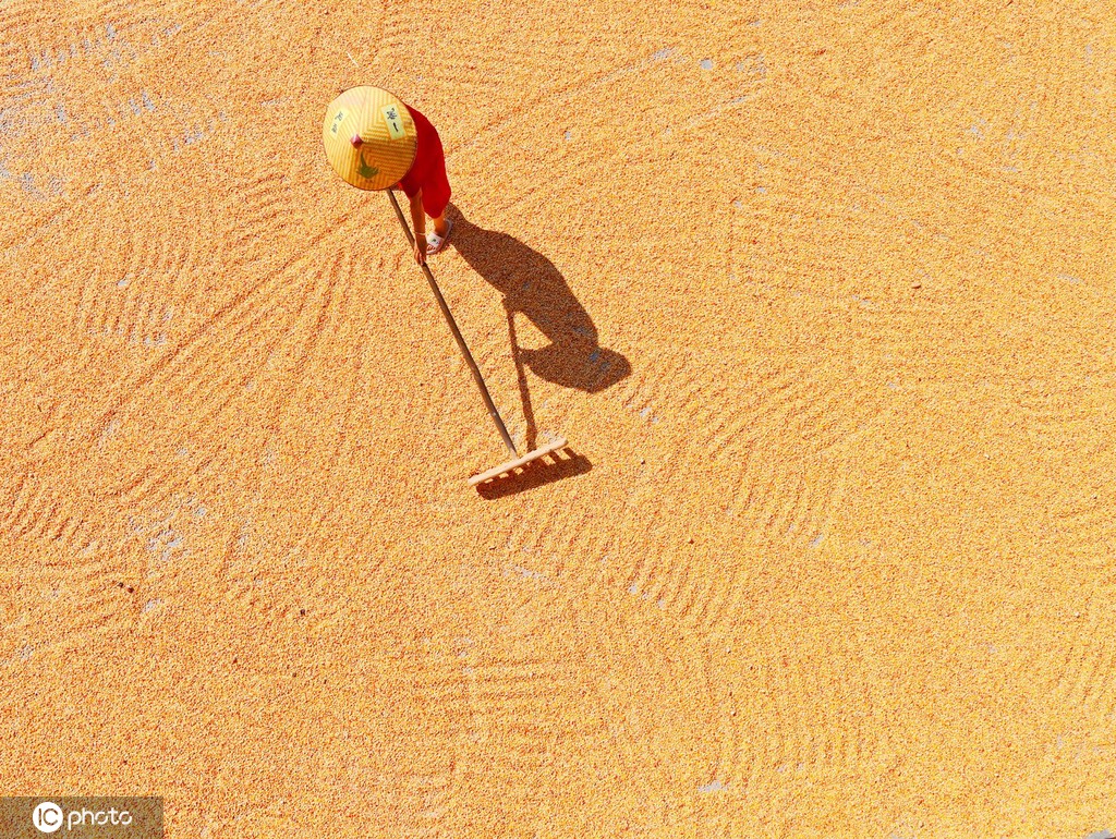 初秋时节 重庆酉阳村民晾晒玉米忙