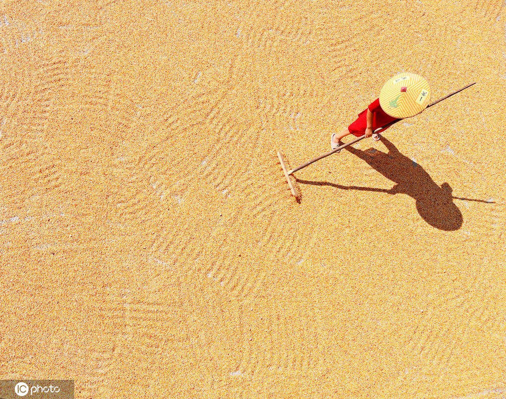 初秋时节 重庆酉阳村民晾晒玉米忙