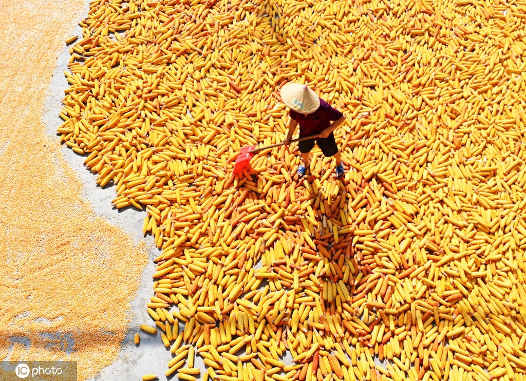 初秋时节 重庆酉阳村民晾晒玉米忙