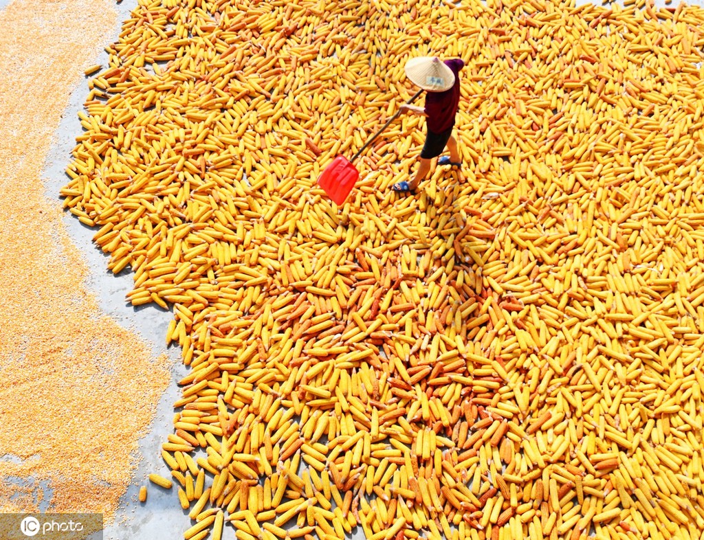 初秋时节 重庆酉阳村民晾晒玉米忙