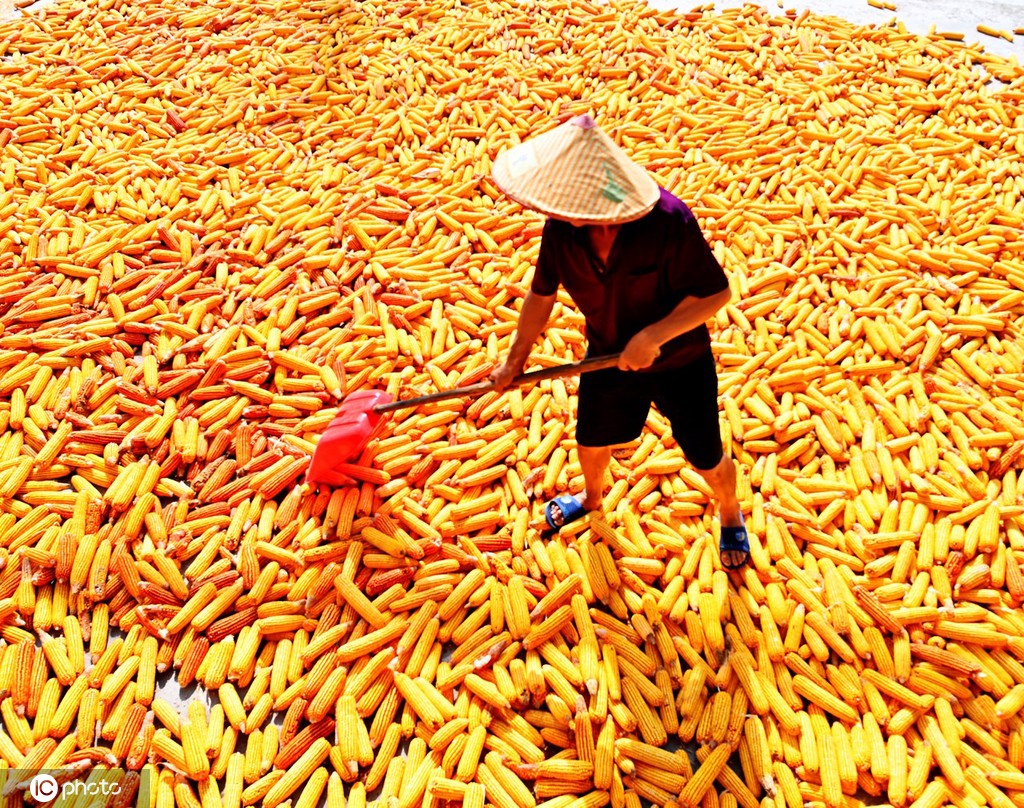 初秋时节 重庆酉阳村民晾晒玉米忙
