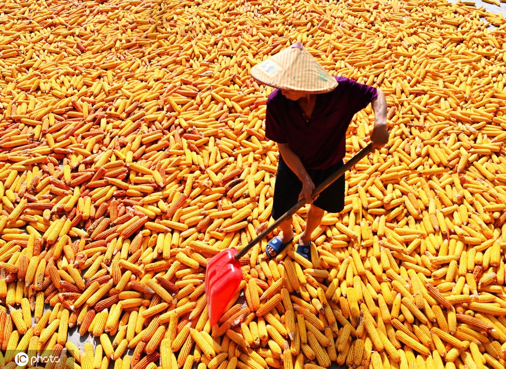 初秋时节 重庆酉阳村民晾晒玉米忙