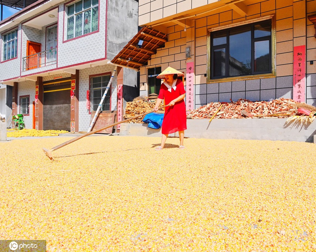 初秋时节 重庆酉阳村民晾晒玉米忙