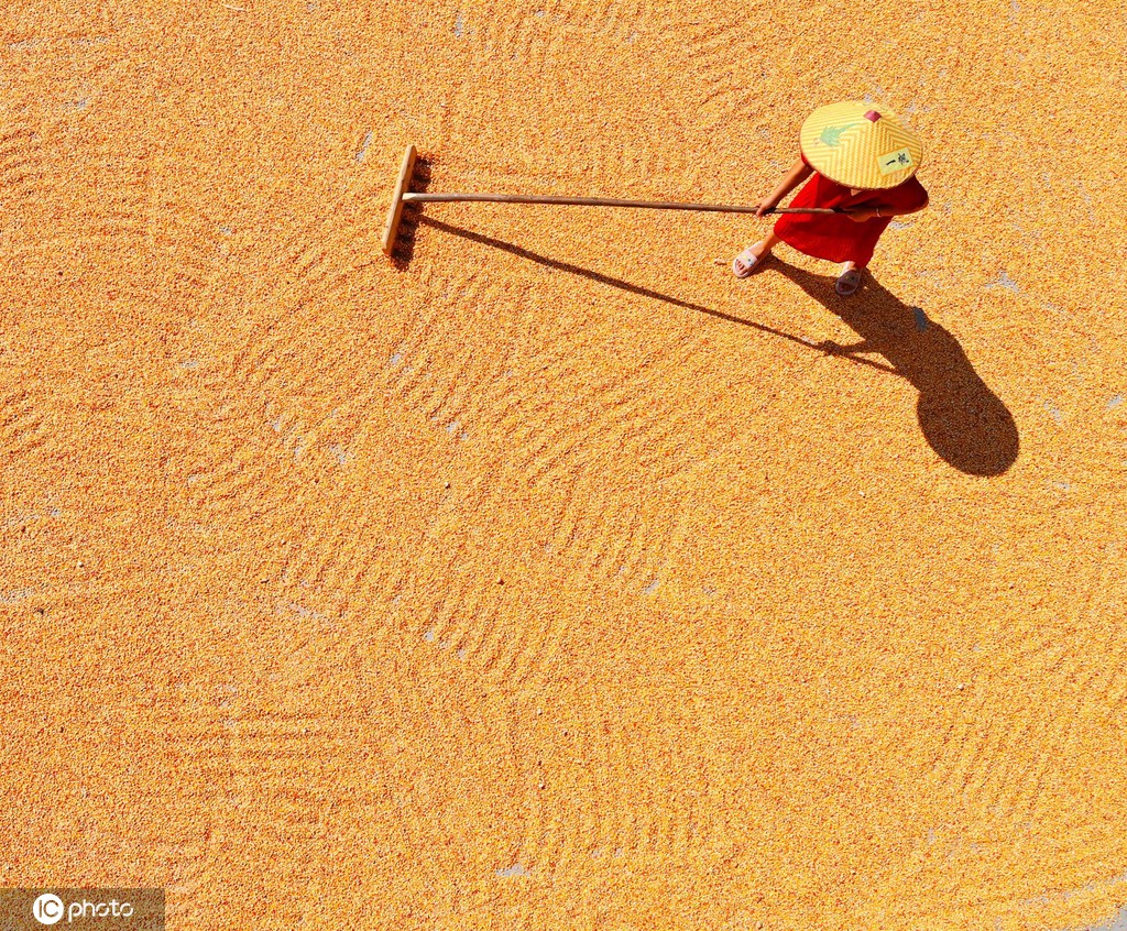 初秋时节 重庆酉阳村民晾晒玉米忙