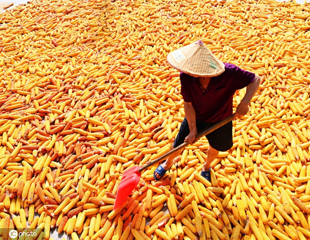 初秋时节 重庆酉阳村民晾晒玉米忙