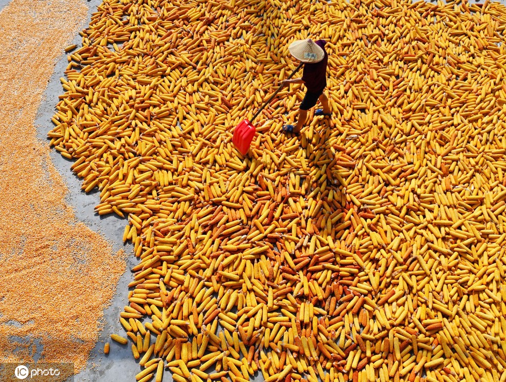 初秋时节 重庆酉阳村民晾晒玉米忙