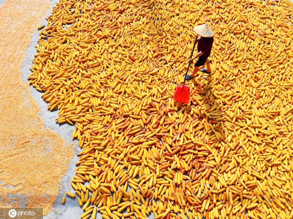 初秋时节 重庆酉阳村民晾晒玉米忙