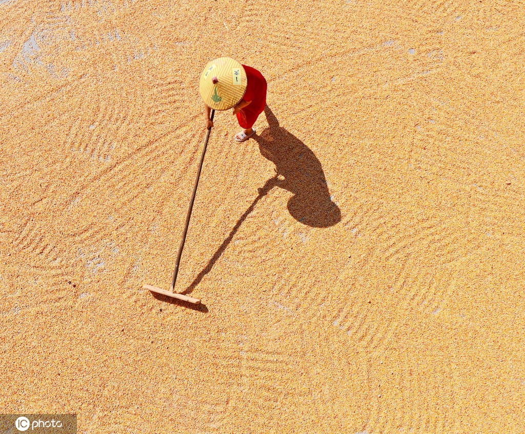初秋时节 重庆酉阳村民晾晒玉米忙