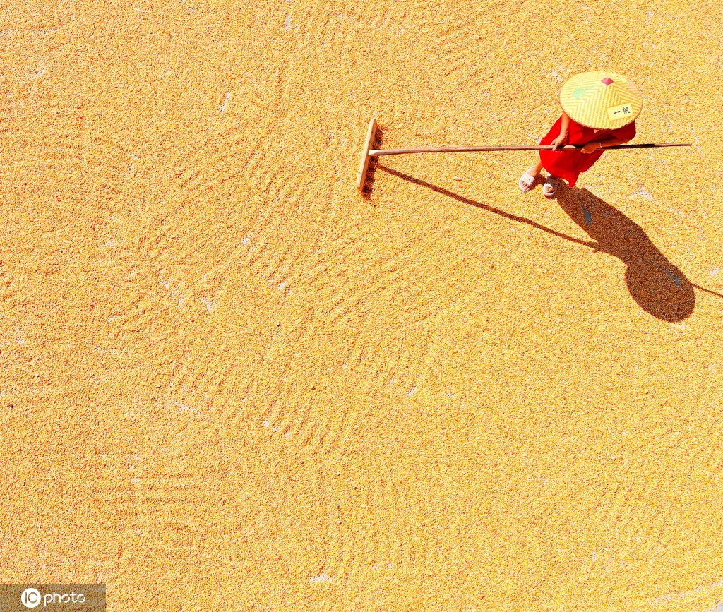 初秋时节 重庆酉阳村民晾晒玉米忙