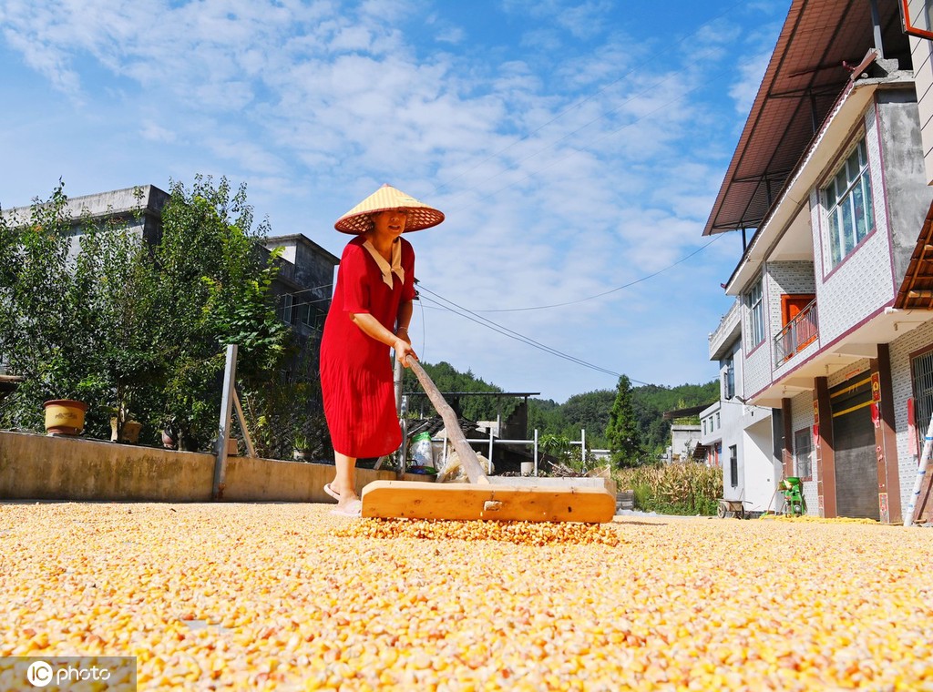 初秋时节 重庆酉阳村民晾晒玉米忙
