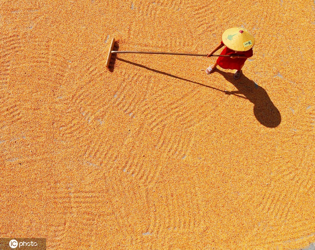 初秋时节 重庆酉阳村民晾晒玉米忙