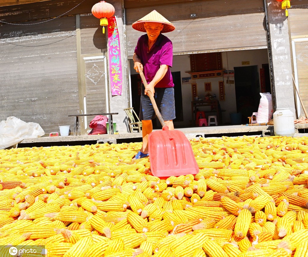 初秋时节 重庆酉阳村民晾晒玉米忙