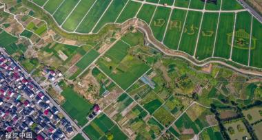 杭州稻香公园 300多亩水稻田郁郁葱葱