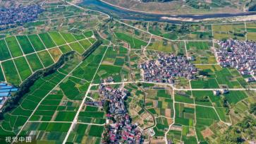 杭州稻香公园 300多亩水稻田郁郁葱葱