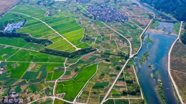 杭州稻香公园 300多亩水稻田郁郁葱葱