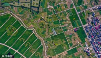 杭州稻香公园 300多亩水稻田郁郁葱葱