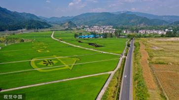 杭州稻香公园 300多亩水稻田郁郁葱葱