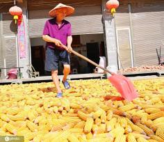 初秋时节 重庆酉阳村民晾晒玉米忙