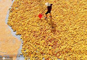初秋时节 重庆酉阳村民晾晒玉米忙