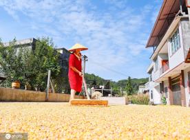 初秋时节 重庆酉阳村民晾晒玉米忙