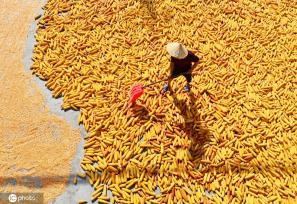 初秋时节 重庆酉阳村民晾晒玉米忙