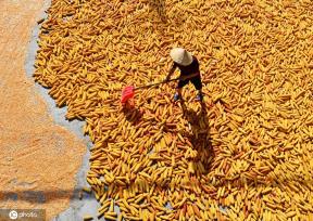 初秋时节 重庆酉阳村民晾晒玉米忙