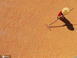 初秋时节 重庆酉阳村民晾晒玉米忙