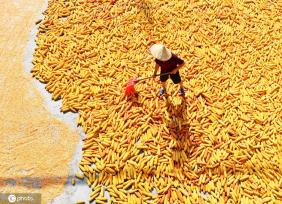 初秋时节 重庆酉阳村民晾晒玉米忙