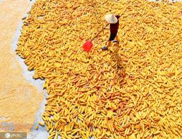 初秋时节 重庆酉阳村民晾晒玉米忙