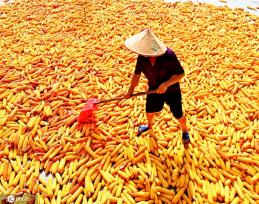 初秋时节 重庆酉阳村民晾晒玉米忙