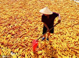 初秋时节 重庆酉阳村民晾晒玉米忙