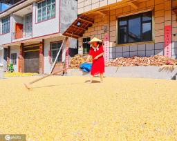 初秋时节 重庆酉阳村民晾晒玉米忙