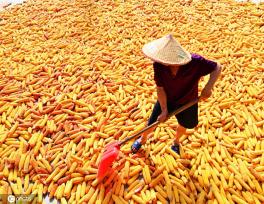 初秋时节 重庆酉阳村民晾晒玉米忙