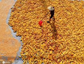 初秋时节 重庆酉阳村民晾晒玉米忙