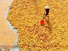 初秋时节 重庆酉阳村民晾晒玉米忙