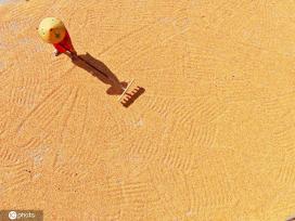 初秋时节 重庆酉阳村民晾晒玉米忙