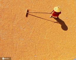 初秋时节 重庆酉阳村民晾晒玉米忙