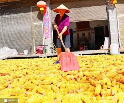 初秋时节 重庆酉阳村民晾晒玉米忙