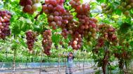 河北卢龙：燕山脚下葡萄香溢四方